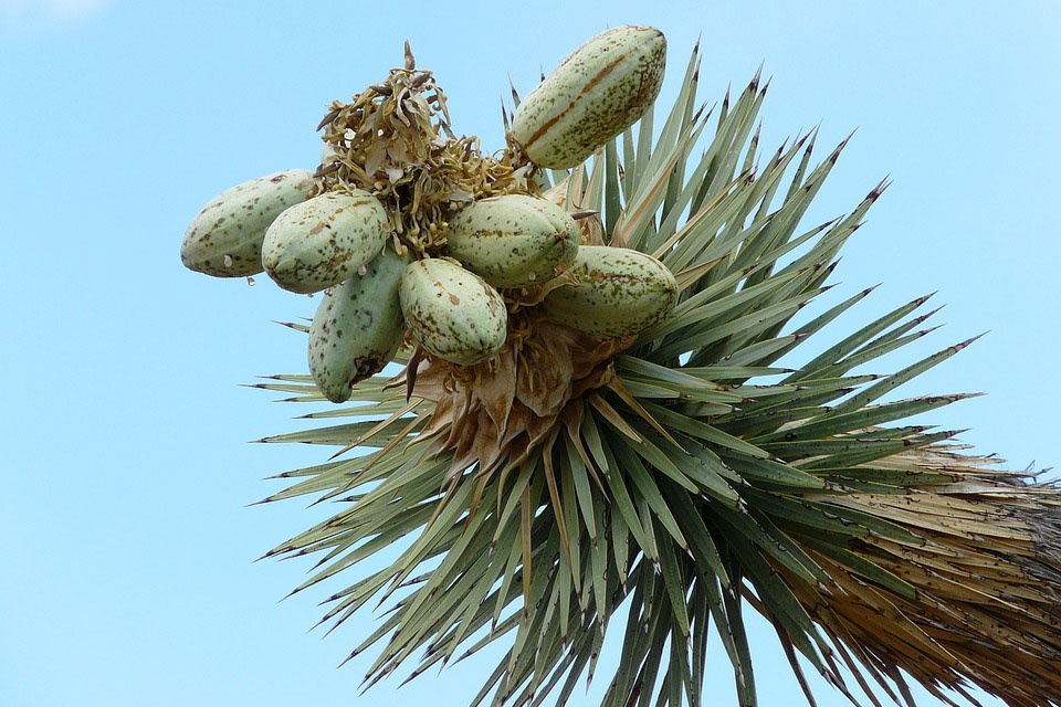 Yucca schidigera